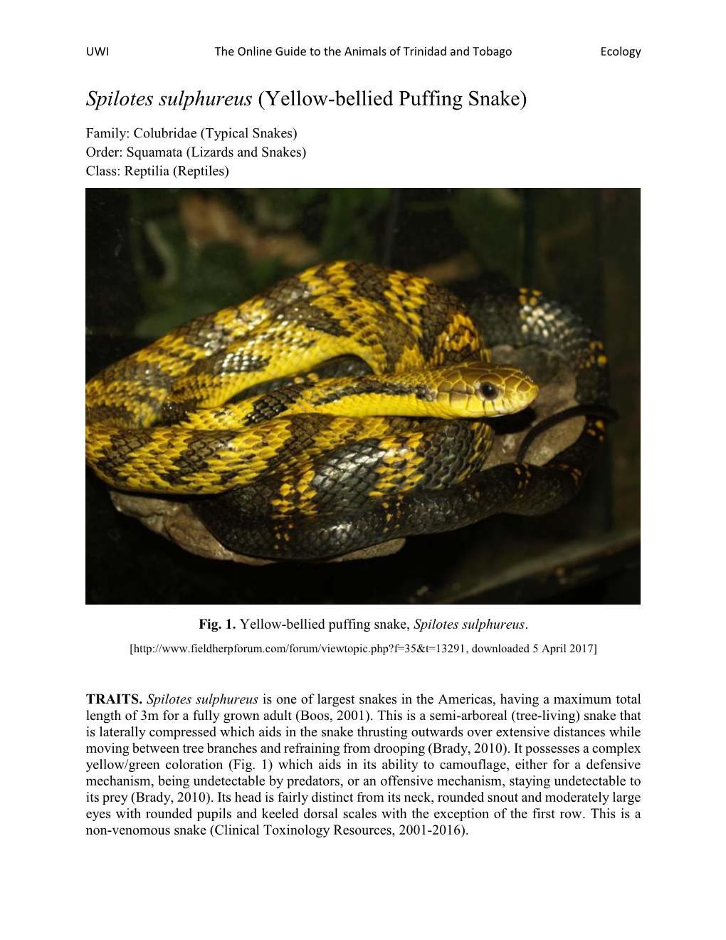 Yellow-Bellied Puffing Snake)