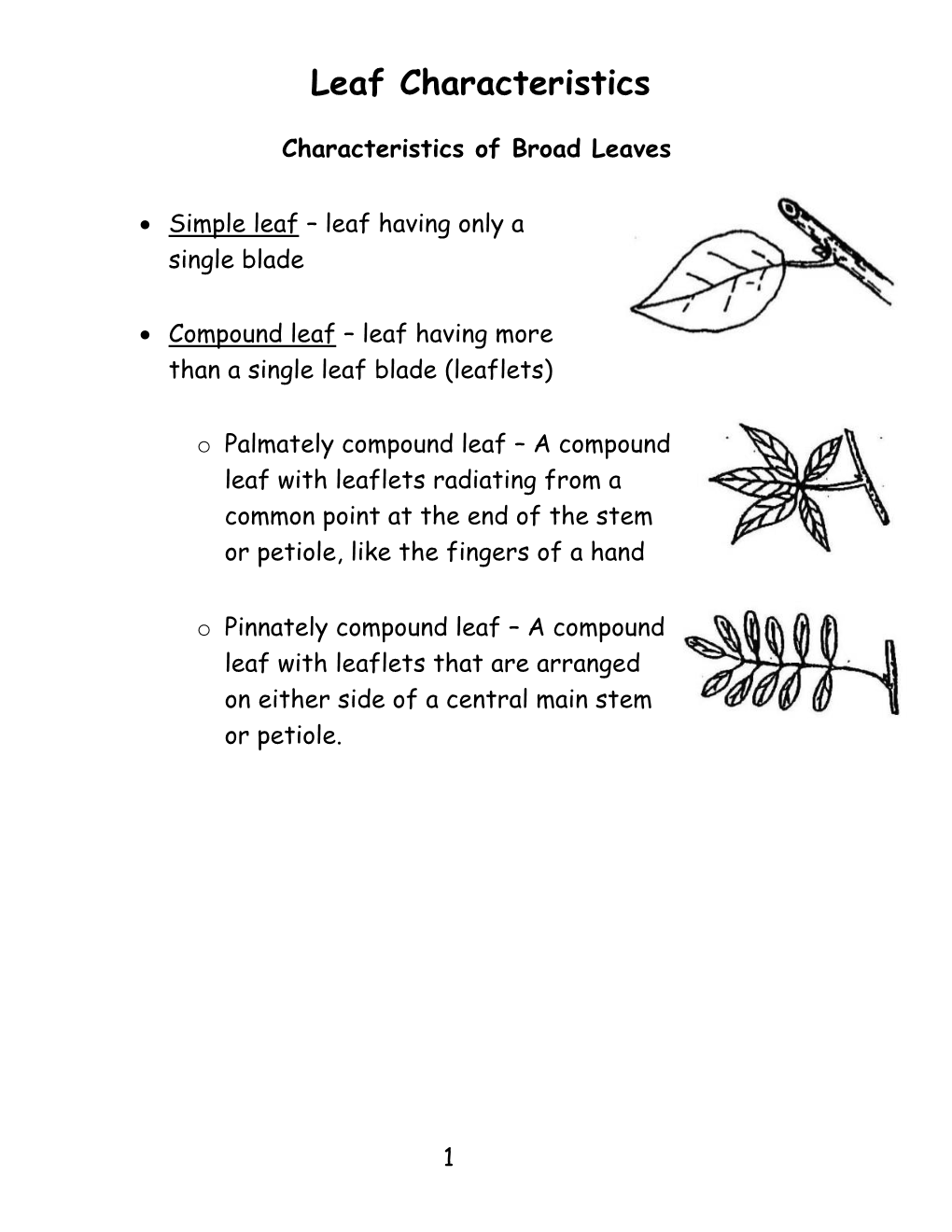 Leaf Characteristics Worksheet