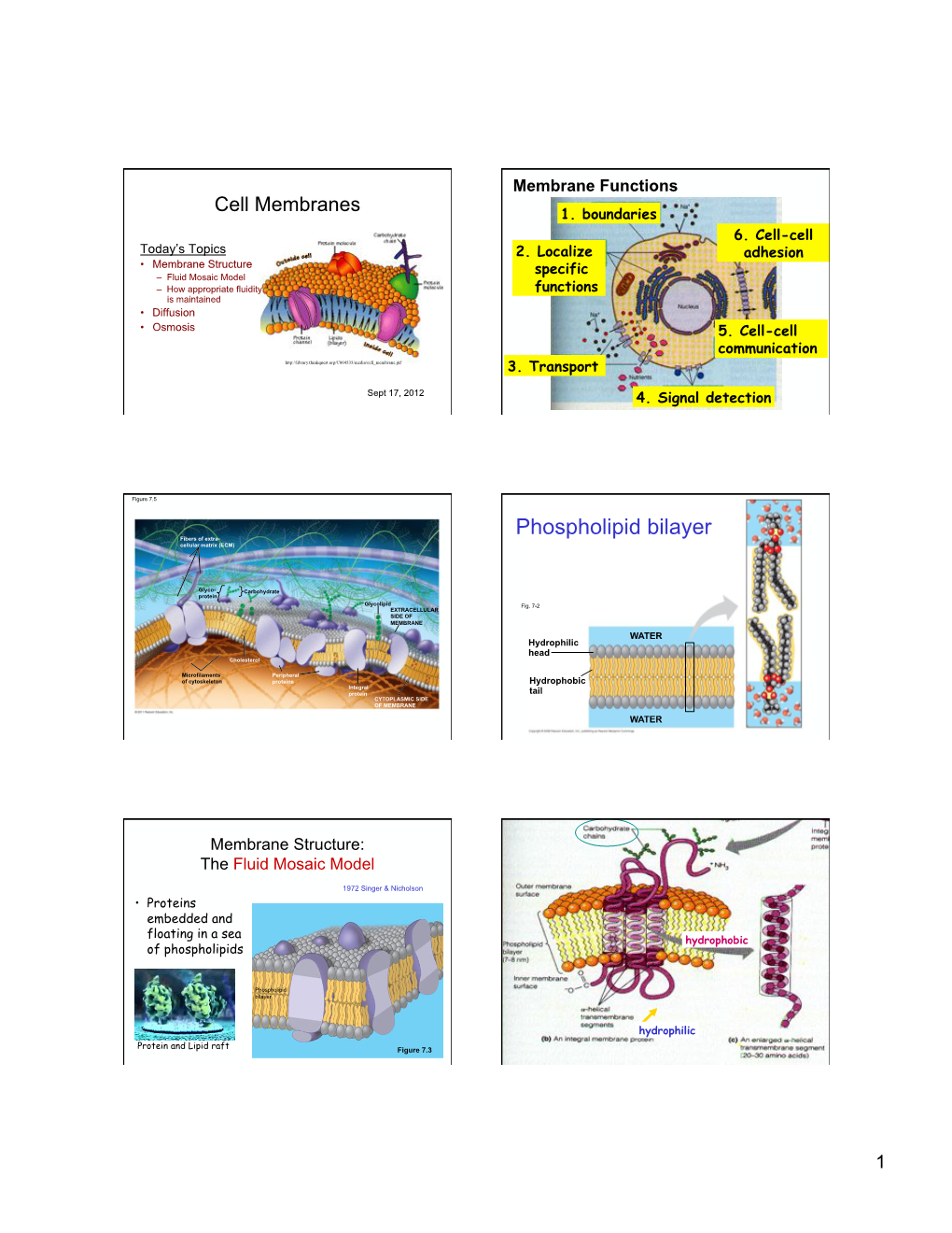 Phospholipid Bilayer Fibers of Extra- Cellular Matrix (ECM)