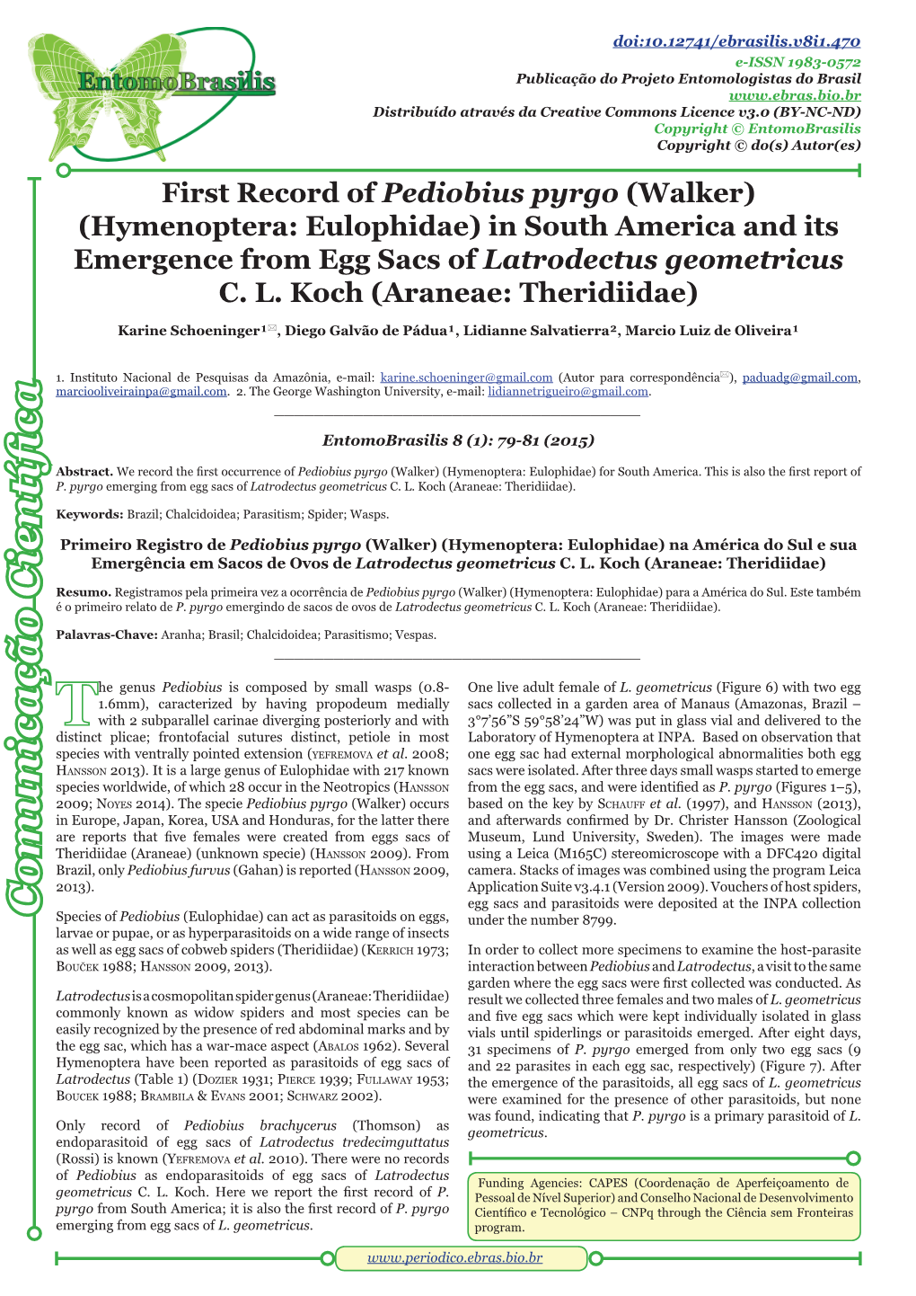 Hymenoptera: Eulophidae) in South America and Its Emergence from Egg Sacs of Latrodectus Geometricus C