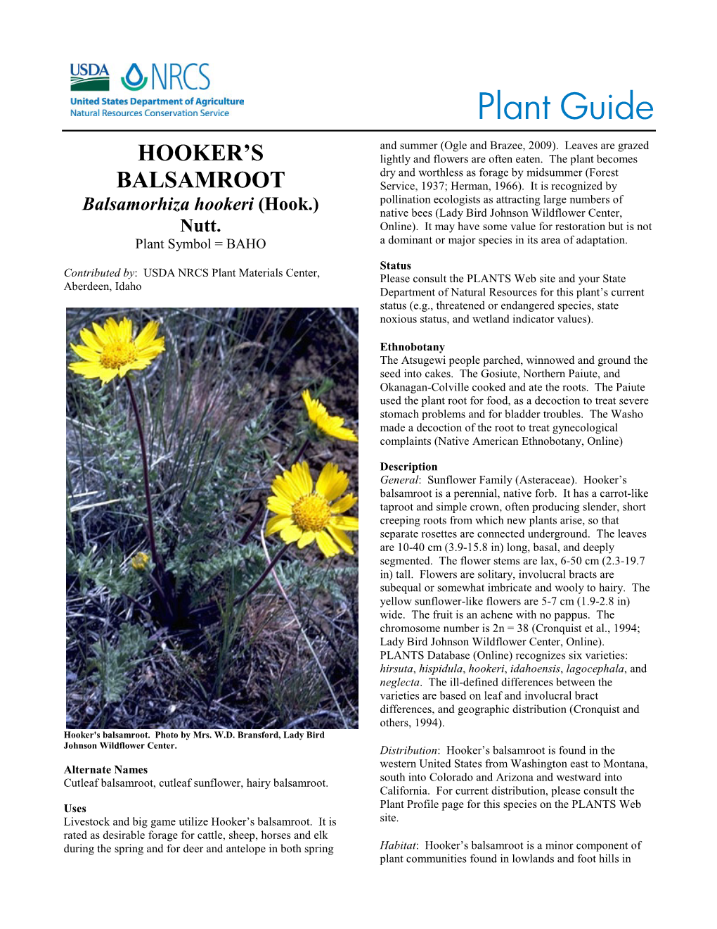 Hooker's Balsamroot: Balsamorhiza Hookeri