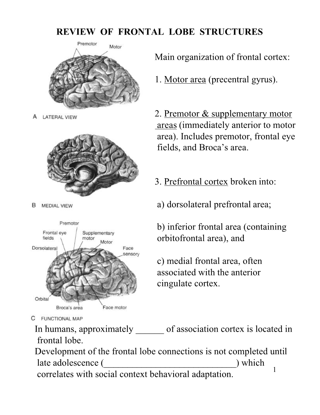 Review of Frontal Lobe Structures