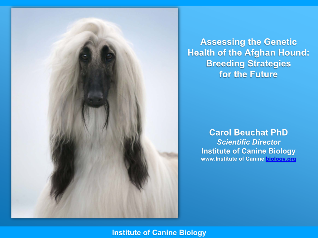 Assessing the Genetic Health of the Afghan Hound: Breeding Strategies for the Future