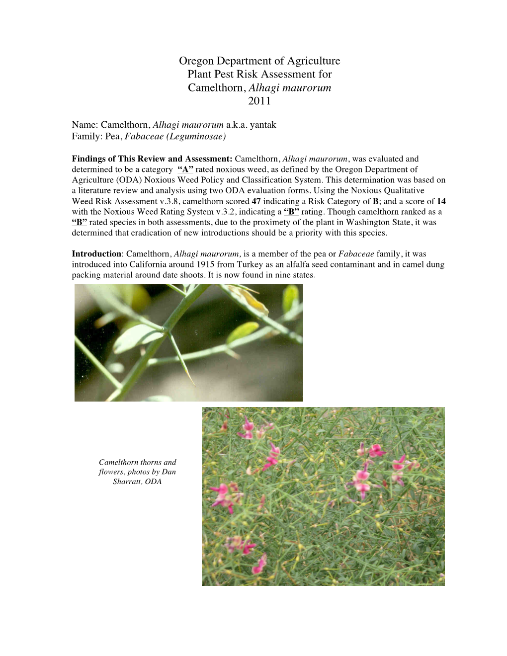 Plant Pest Risk Assessment Camelthorn