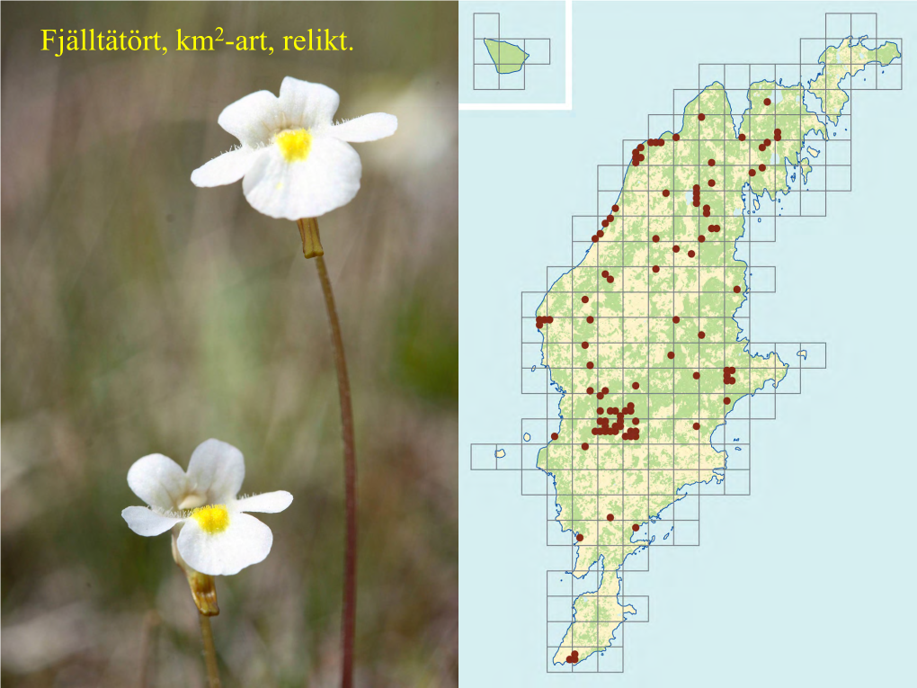 Fjälltätört, Km2-Art, Relikt. Brun Ögontröst, Km2-Art; Relikt, Skild Från Lappögontröst Sedan Istiden, Endem För Gotland