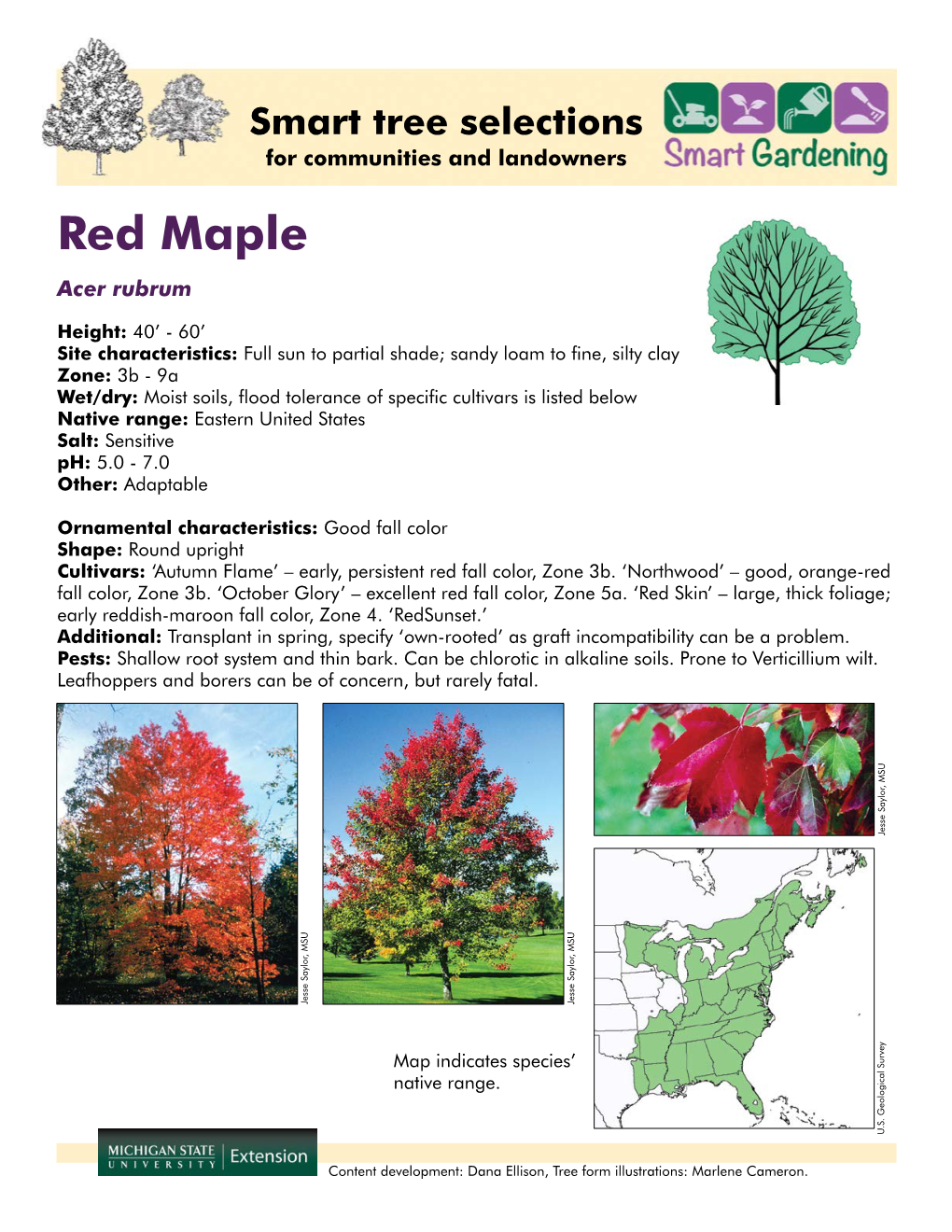 Red Maple Acer Rubrum