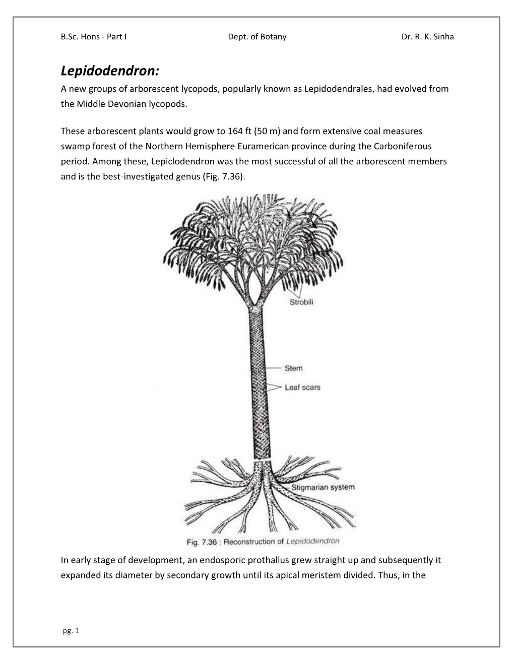 Lepidodendron: a New Groups of Arborescent Lycopods, Popularly Known As Lepidodendrales, Had Evolved from the Middle Devonian Lycopods