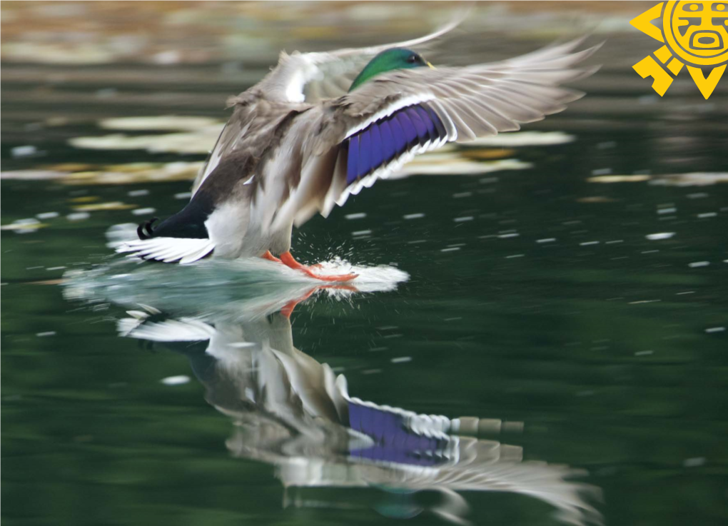 The Birds of Sunnylands