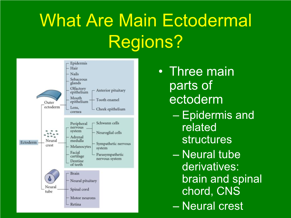 Eye Development How Does Neural Crest Originate? Some Major Neural Crest Derivatives