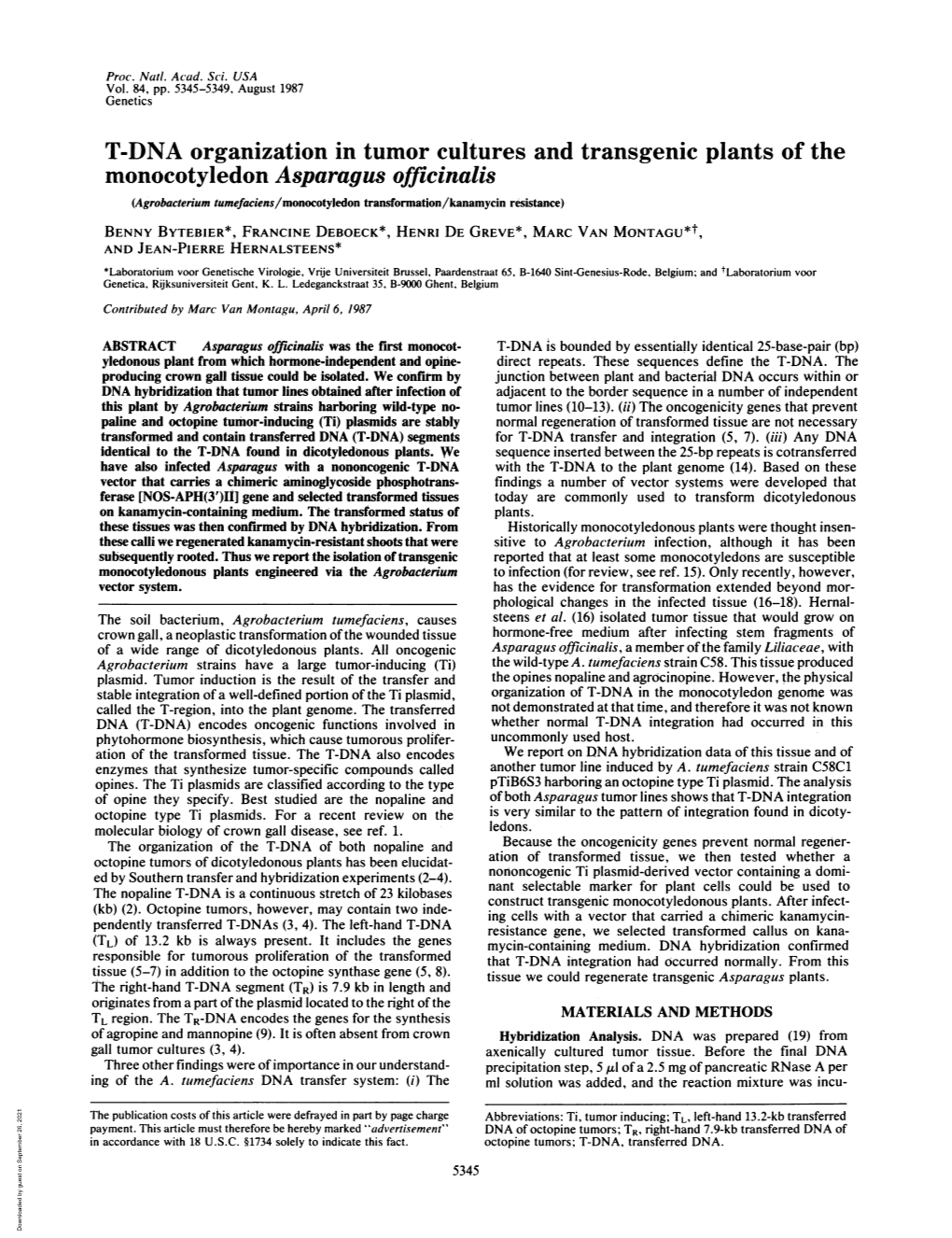 T-DNA Organization in Tumor Cultures and Transgenic Plants Of