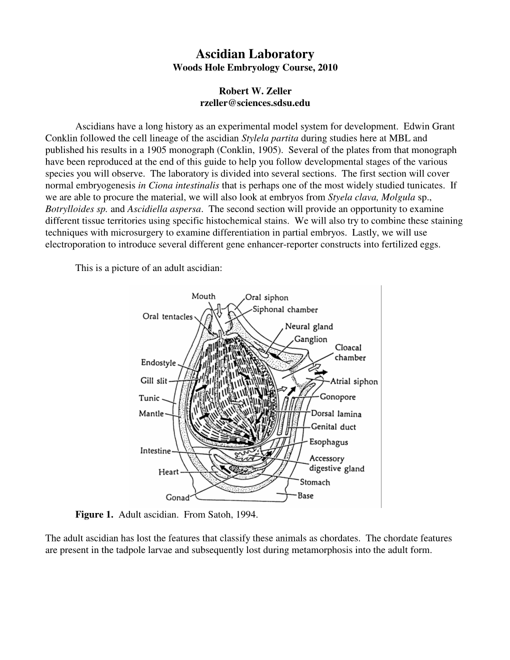 Ascidian Laboratory Woods Hole Embryology Course, 2010