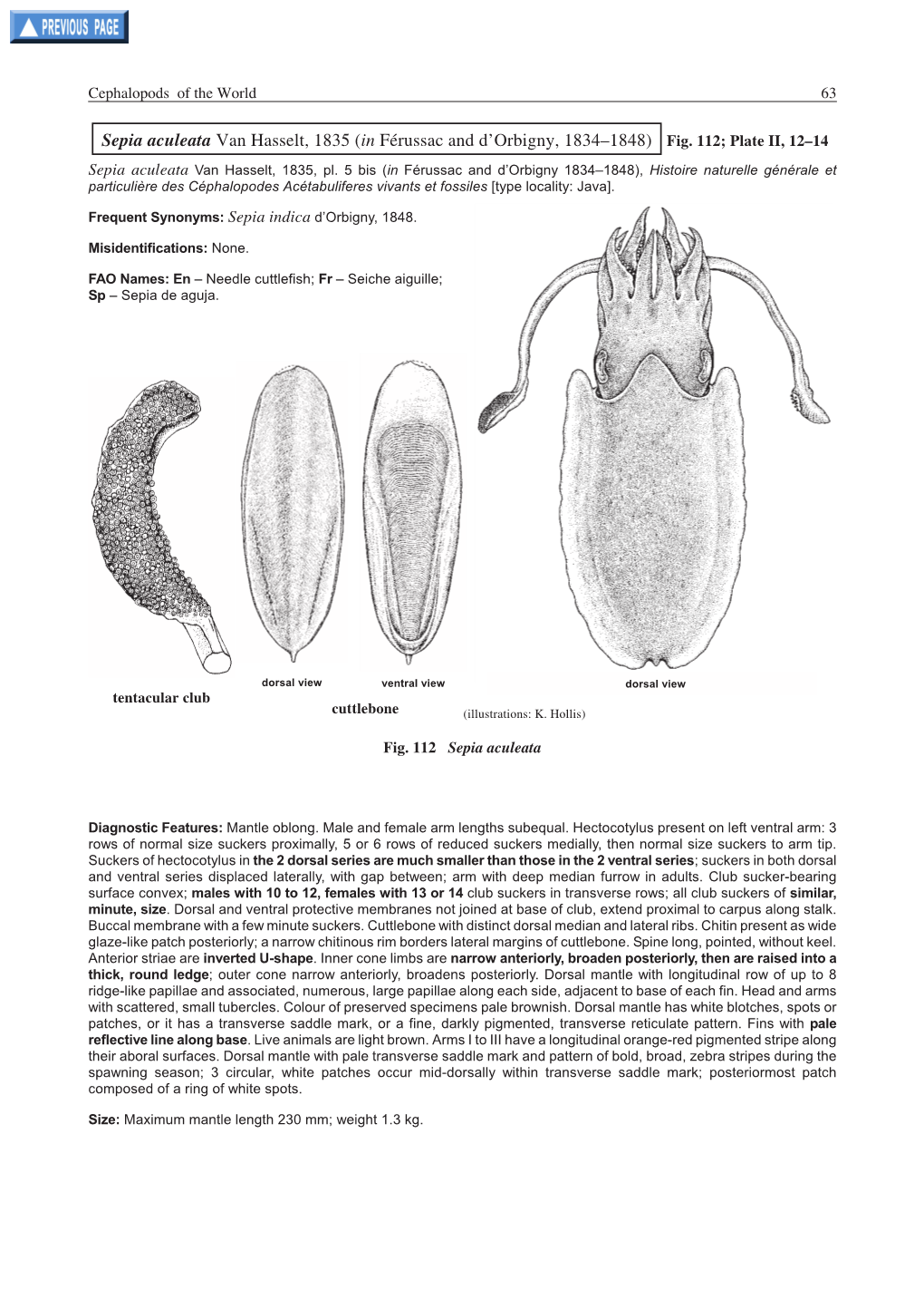 Sepia Aculeata Van Hasselt, 1835 (In Férussac and D'orbigny, 1834–1848)