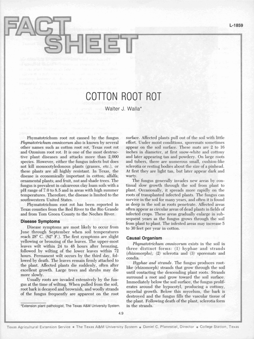 COTTON ROOT ROT Walter J