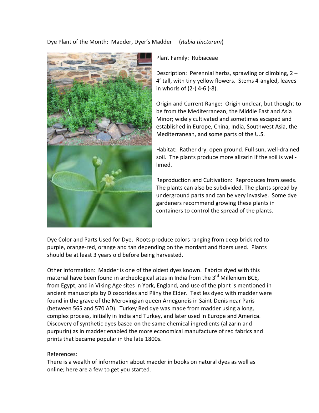 Dye Plant of the Month: Madder, Dyer's Madder (Rubia Tinctorum
