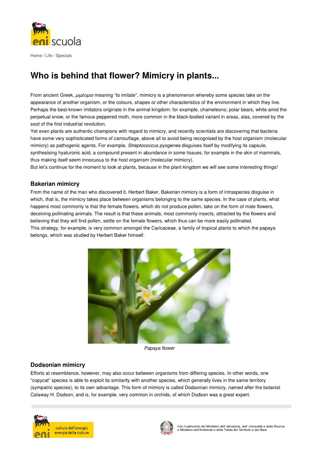 Who Is Behind That Flower? Mimicry in Plants