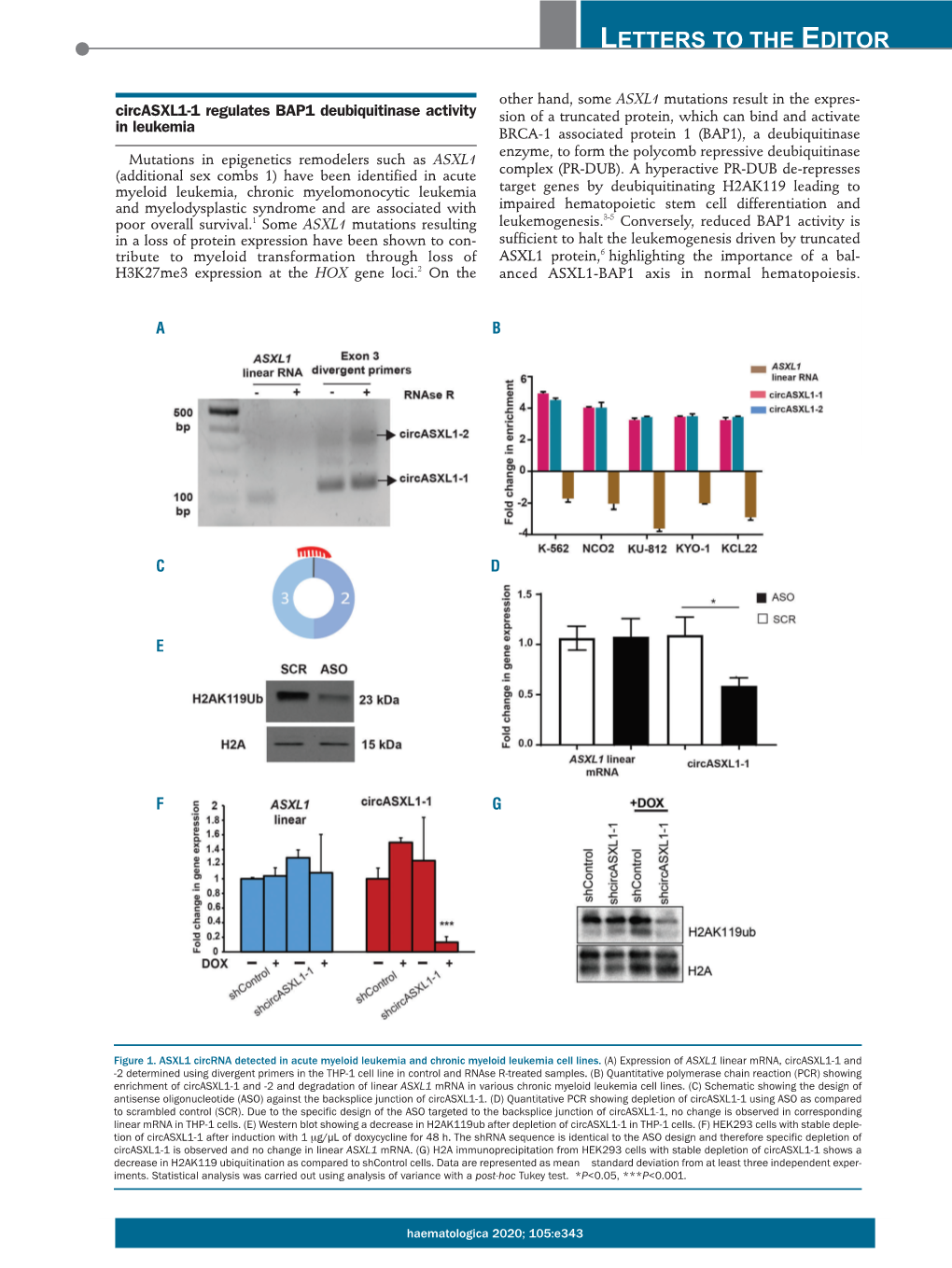 Circasxl1-1 Regulates BAP1 Deubiquitinase Activity in Leukemia