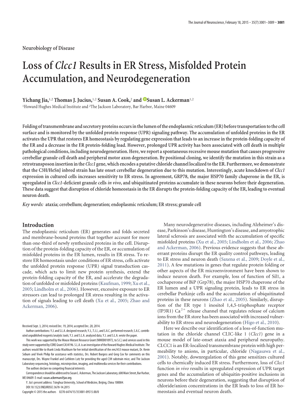 Loss Ofclcc1results in ER Stress, Misfolded Protein Accumulation