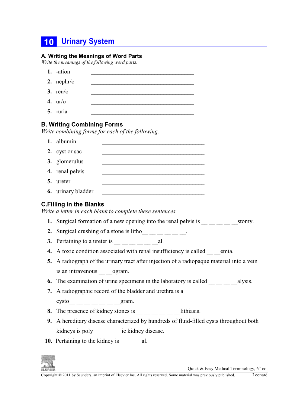 10 Urinary System