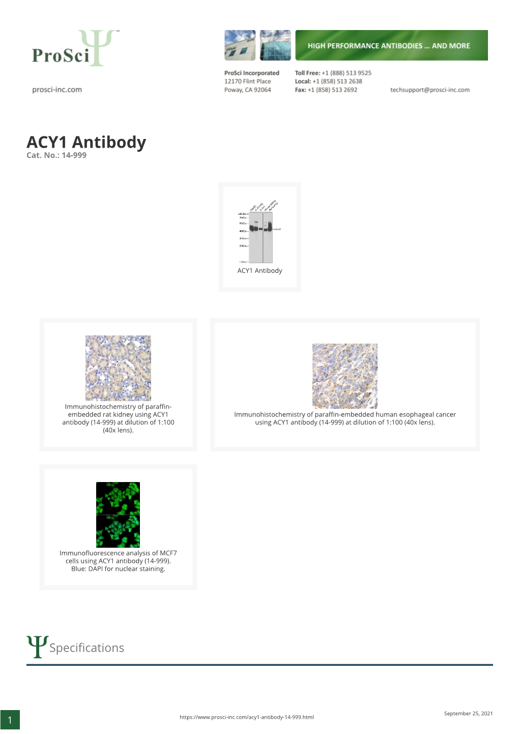 ACY1 Antibody Cat