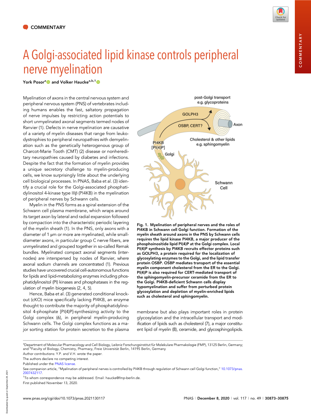 A Golgi-Associated Lipid Kinase Controls Peripheral Nerve Myelination COMMENTARY York Posora and Volker Hauckea,B,1