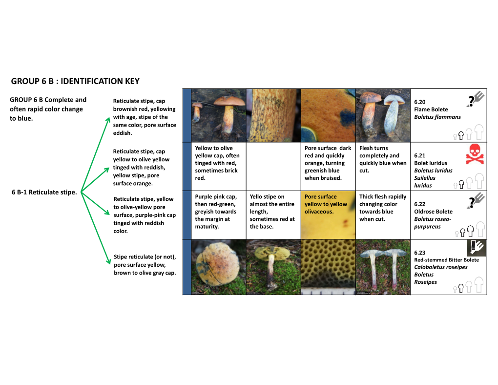 Identification Key