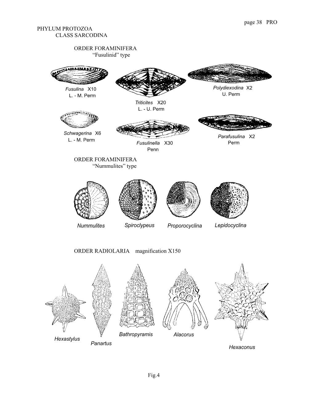 Page 38 PRO PHYLUM PROTOZOA CLASS SARCODINA ORDER