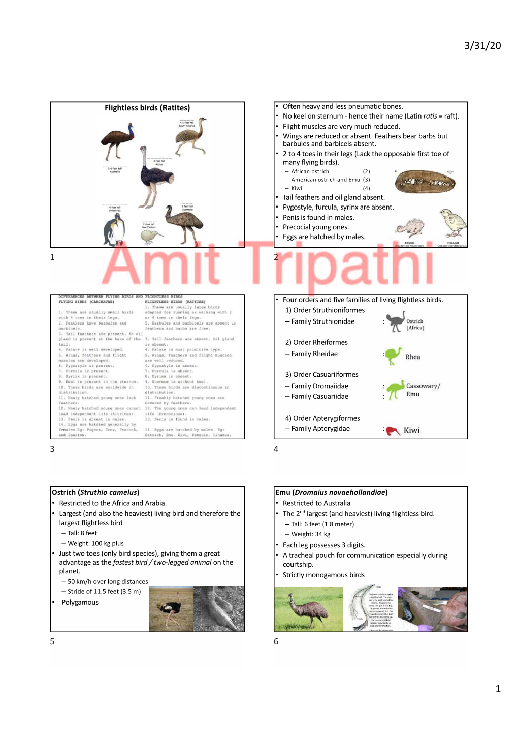 Flightless Birds (Ratites) • Often Heavy and Less Pneumatic Bones