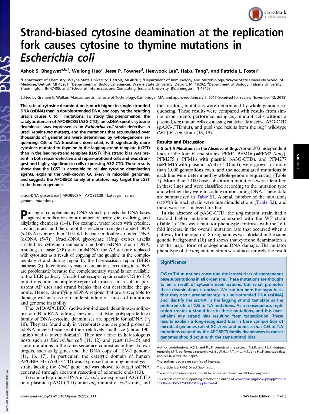 Strand-Biased Cytosine Deamination at the Replication Fork Causes Cytosine to Thymine Mutations in Escherichia Coli