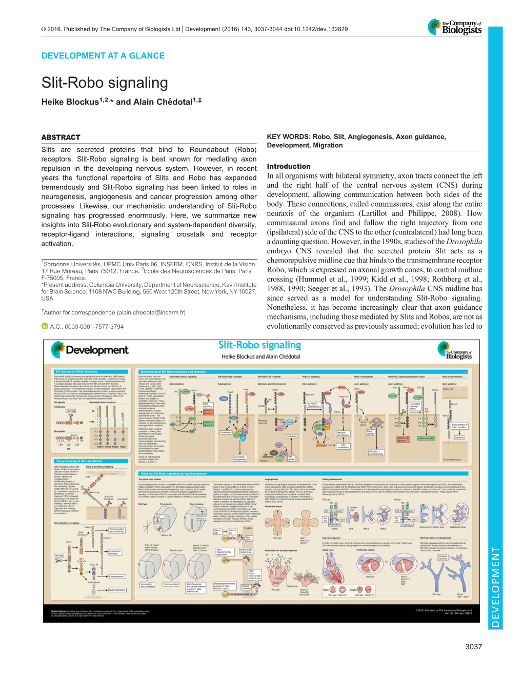 Slit-Robo Signaling Heike Blockus1,2,* and Alain Chédotal1,‡