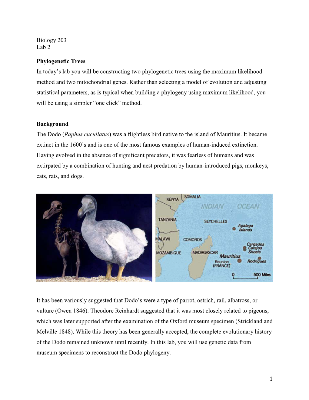 2A. Phylogenetics Activity Lab 1