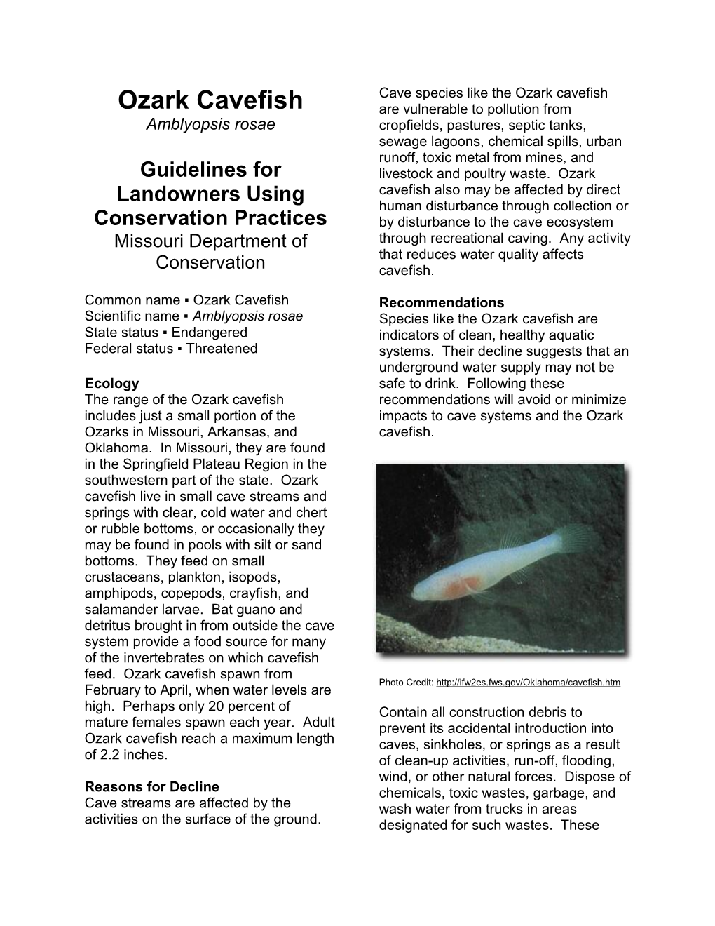 Ozark Cavefish