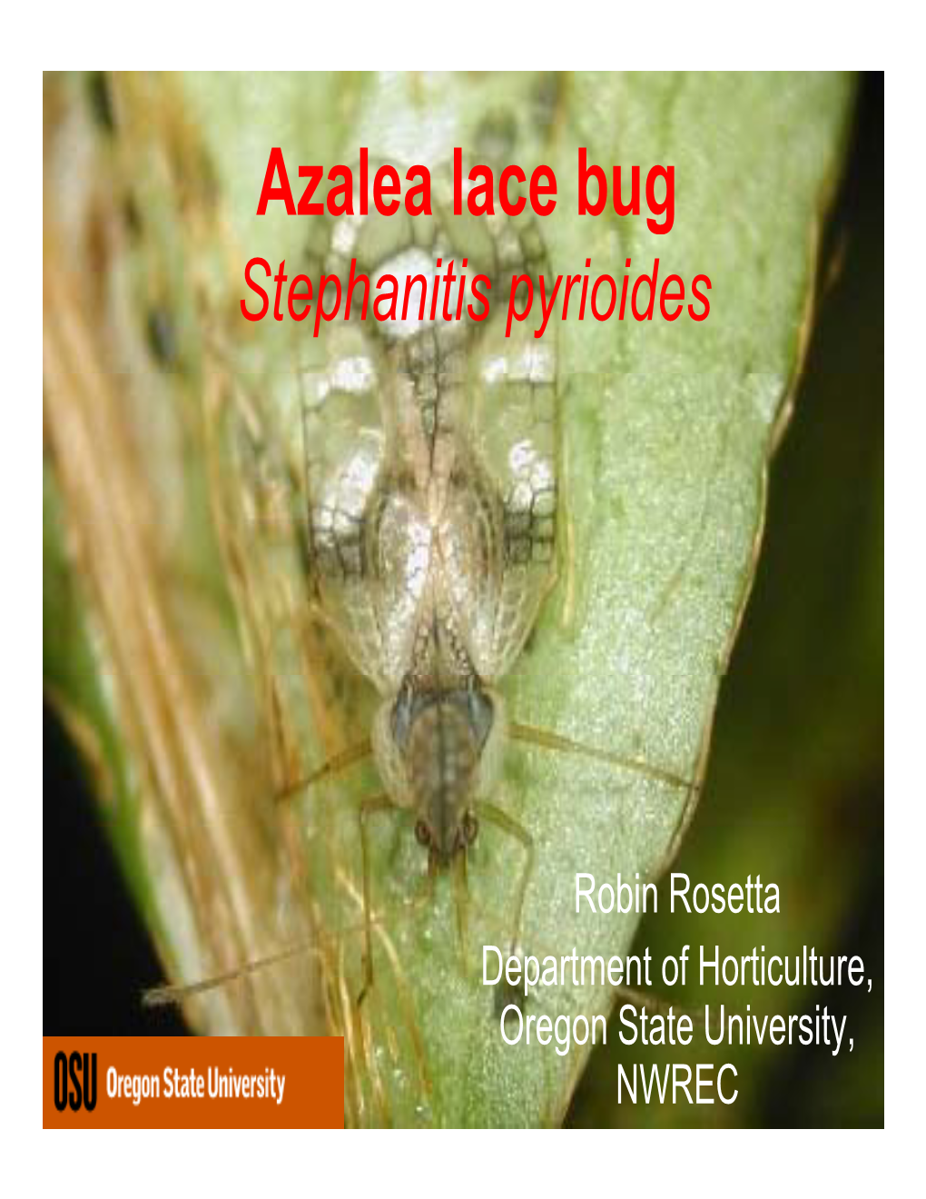 Azalea Lace Bug Stephanitis Pyrioides