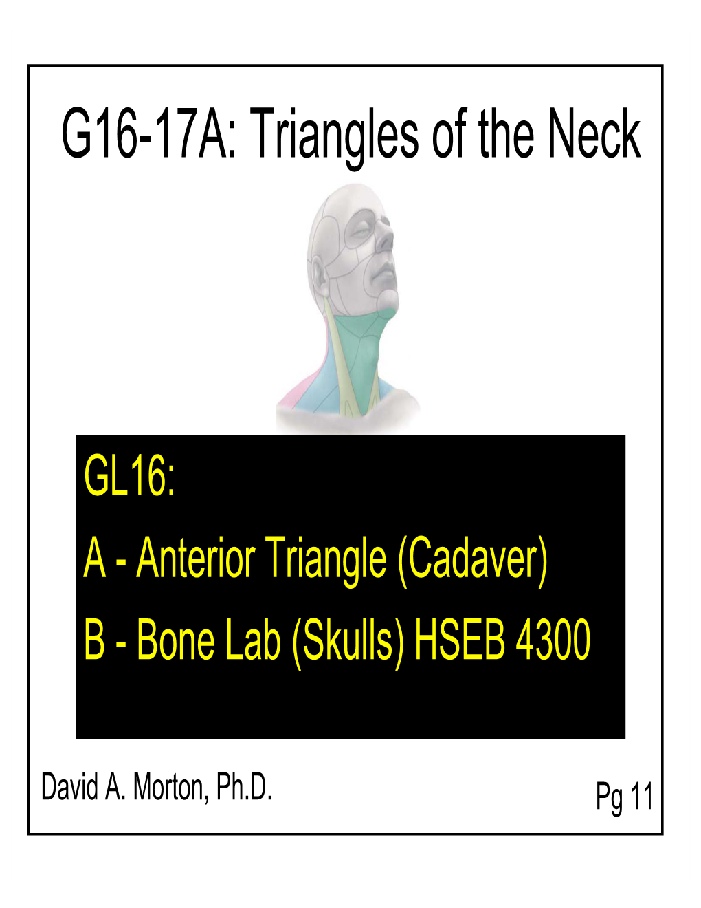 G16.17A Morton