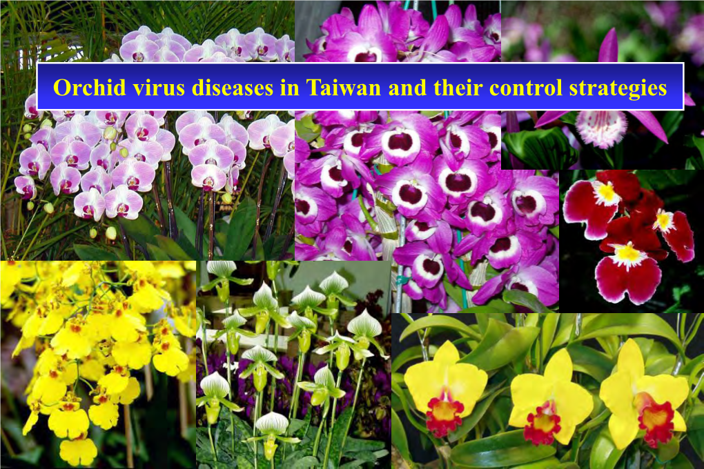 Orchid Virus Diseases in Taiwan and Their Control Strategies Characteristics of Virus Diseases