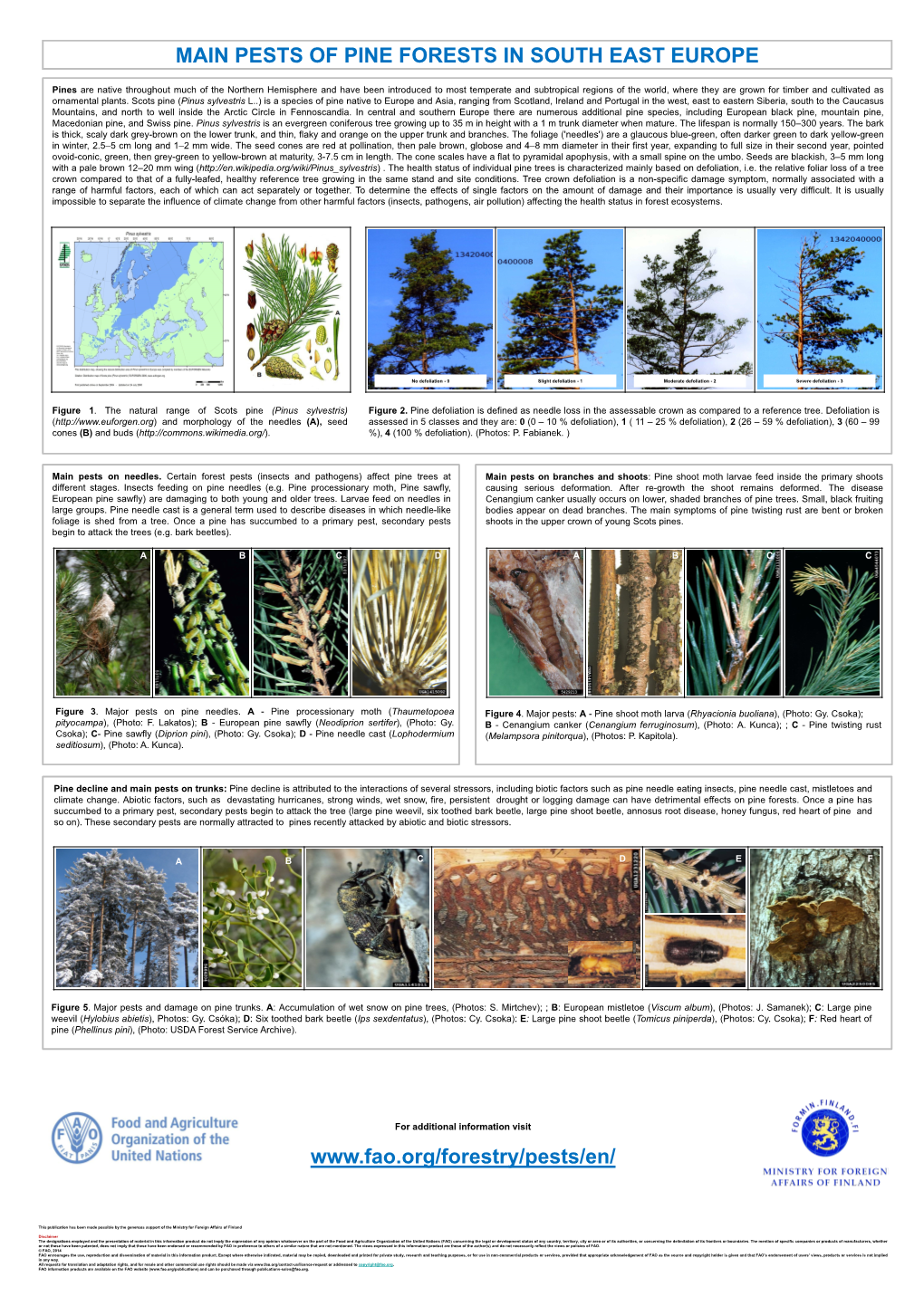 Pests of Pine Forests in South East Europe