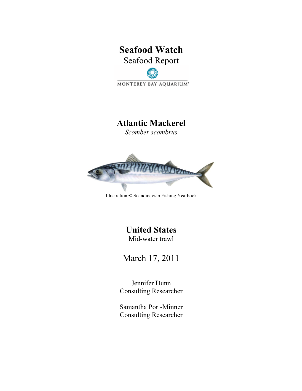 Atlantic Mackerel Scomber Scombrus