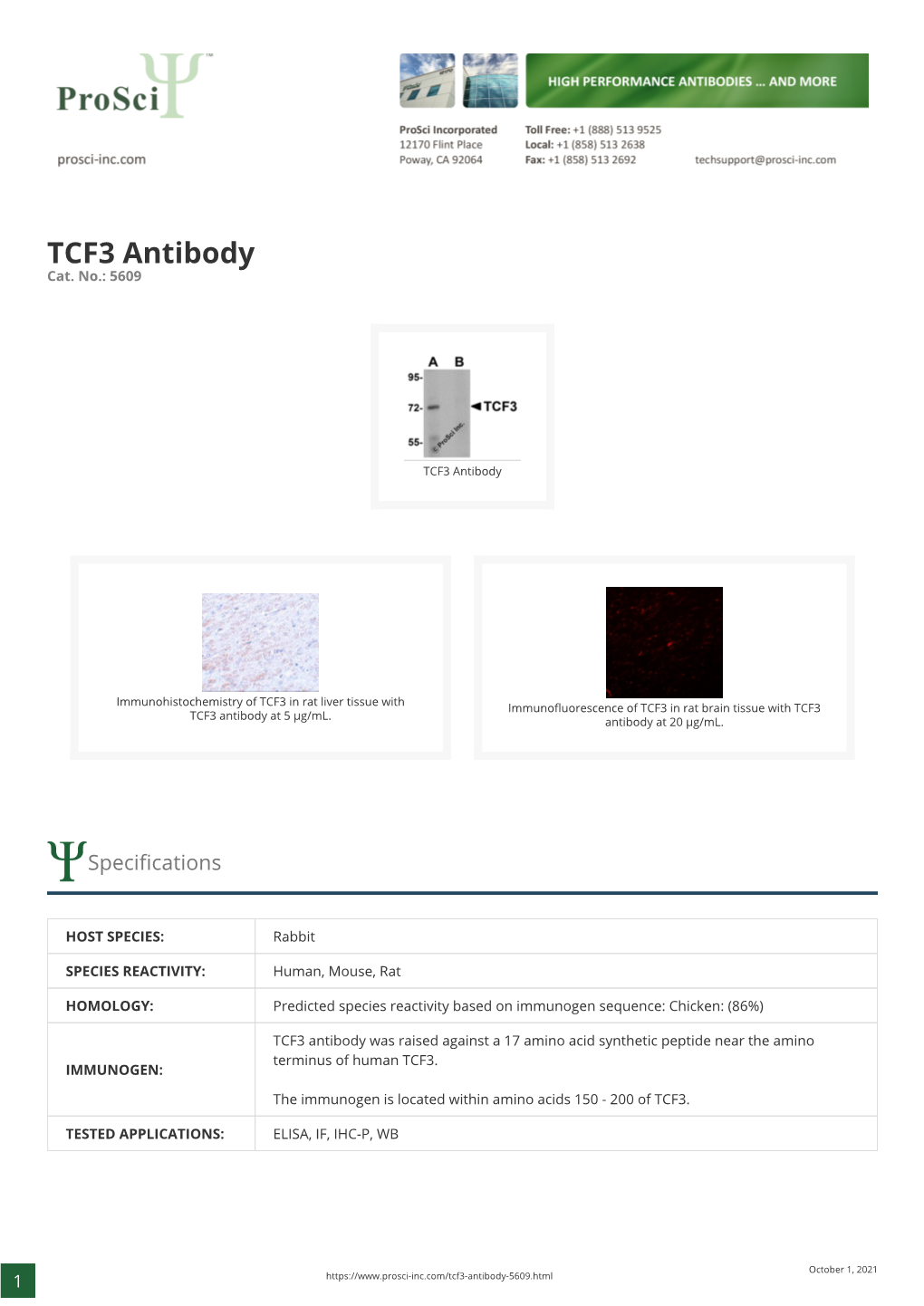 TCF3 Antibody Cat