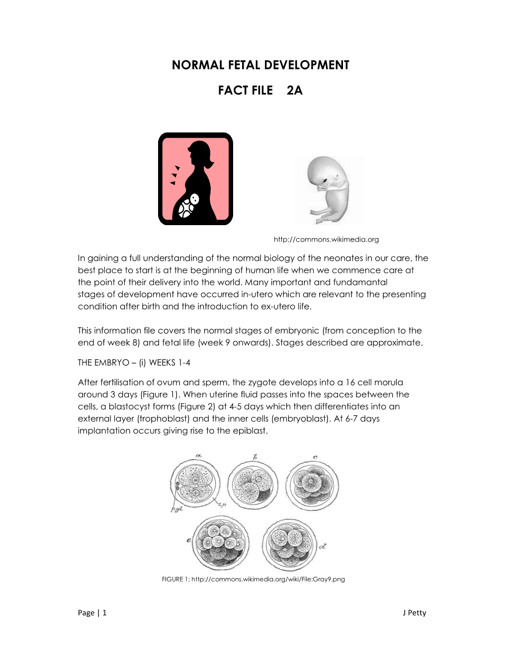 Normal Fetal Development Fact File 2A
