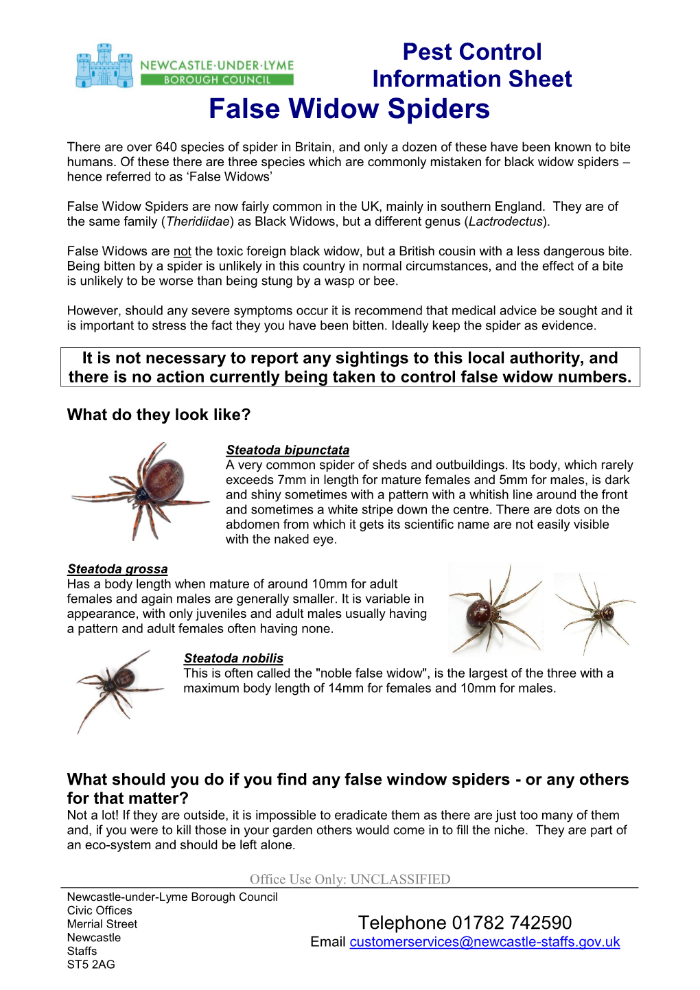 False Widow Spiders