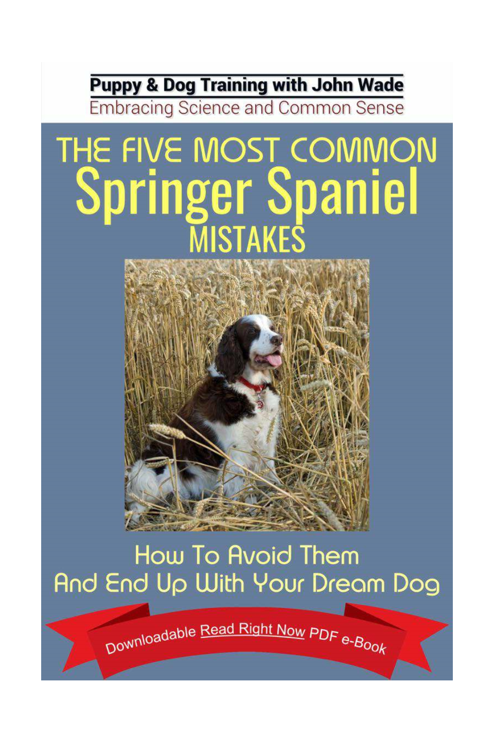 The Five Most Common Springer Spaniel Mistakes