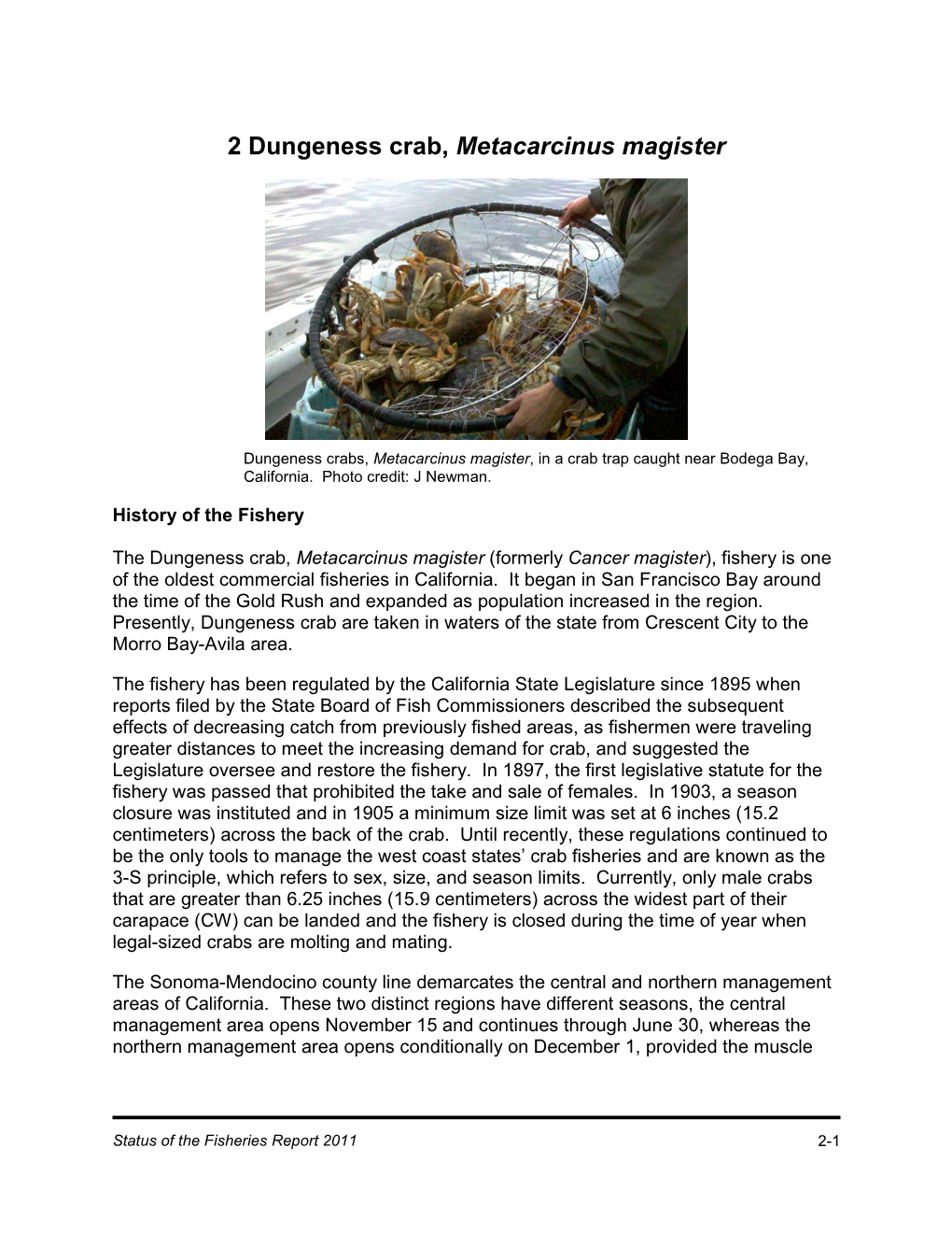 Dungeness Crab, Metacarcinus Magister