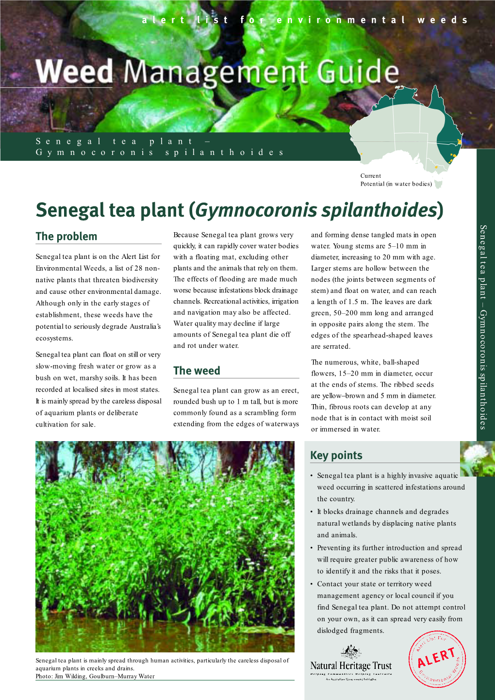 Weed Management Guide • Senegal Tea Plant – Gymnocoronis Spilanthoides 3