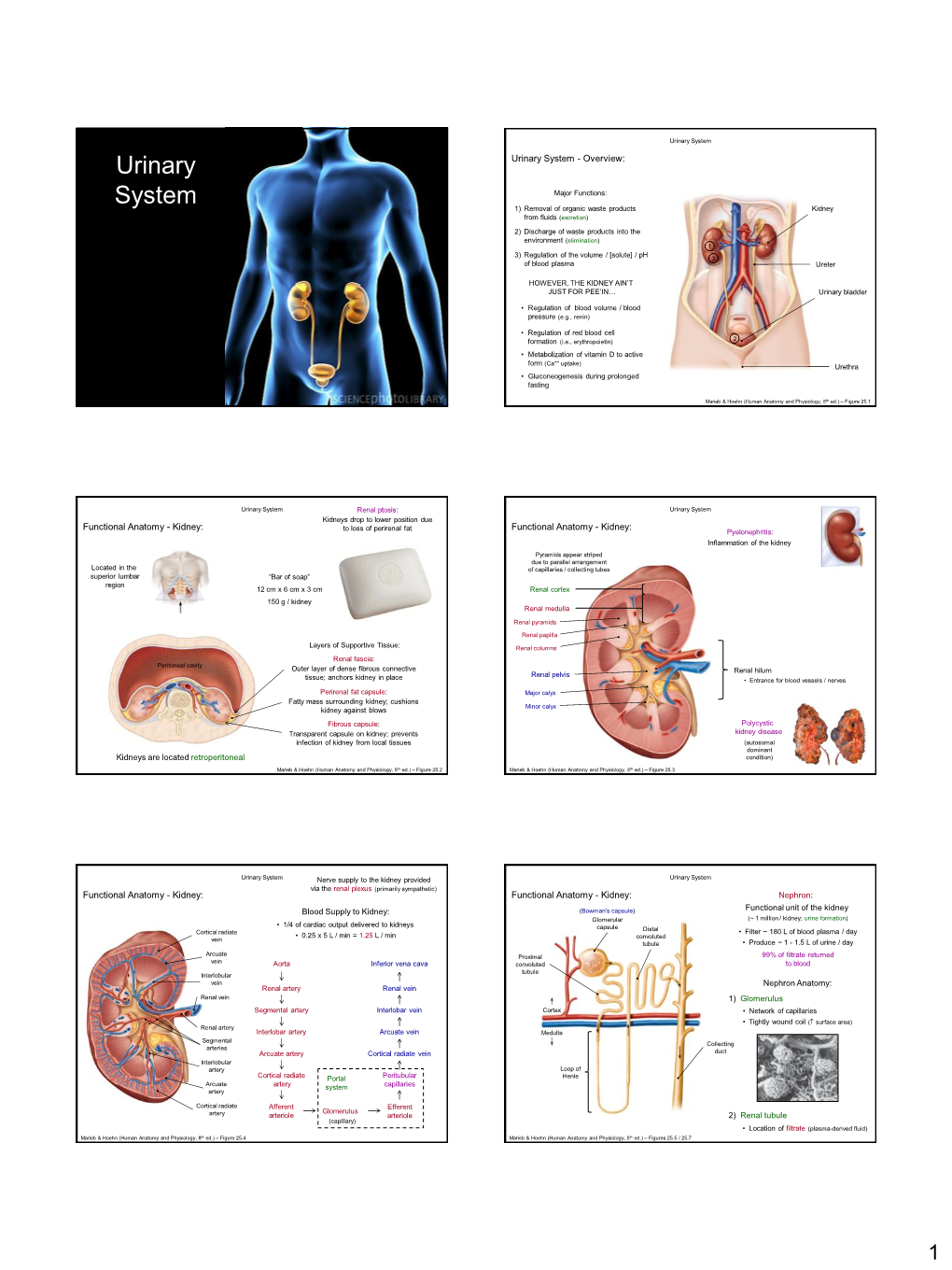 Urinary System