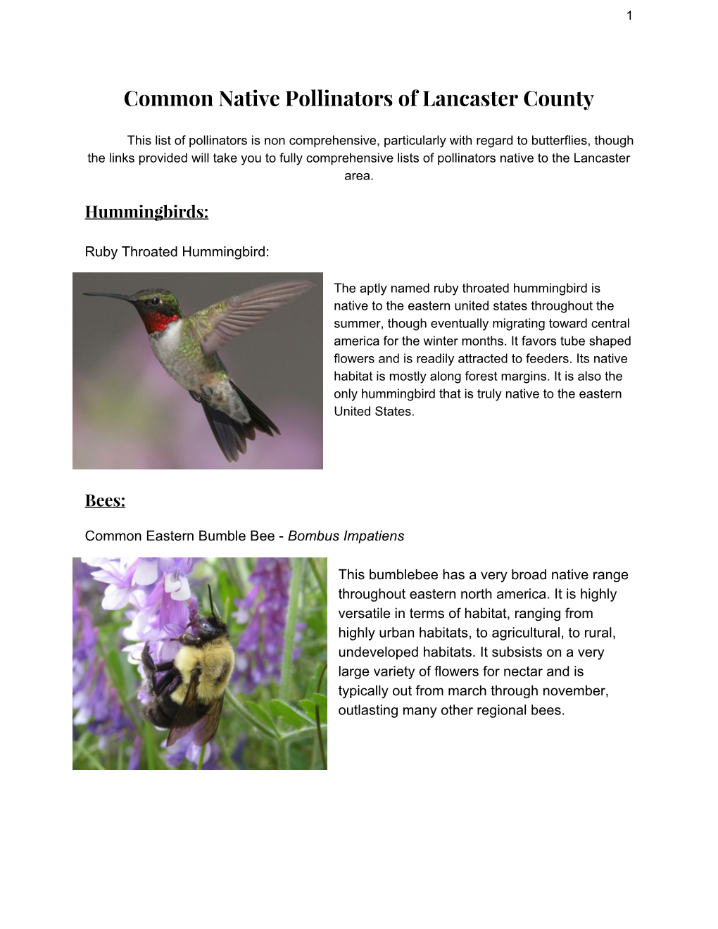 Common Native Pollinators of Lancaster County