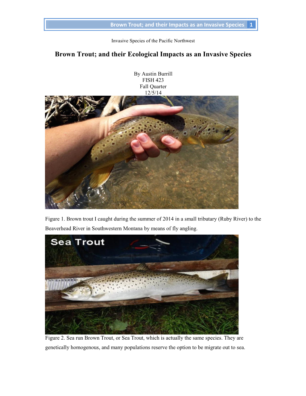 Brown Trout; and Their Ecological Impacts As an Invasive Species