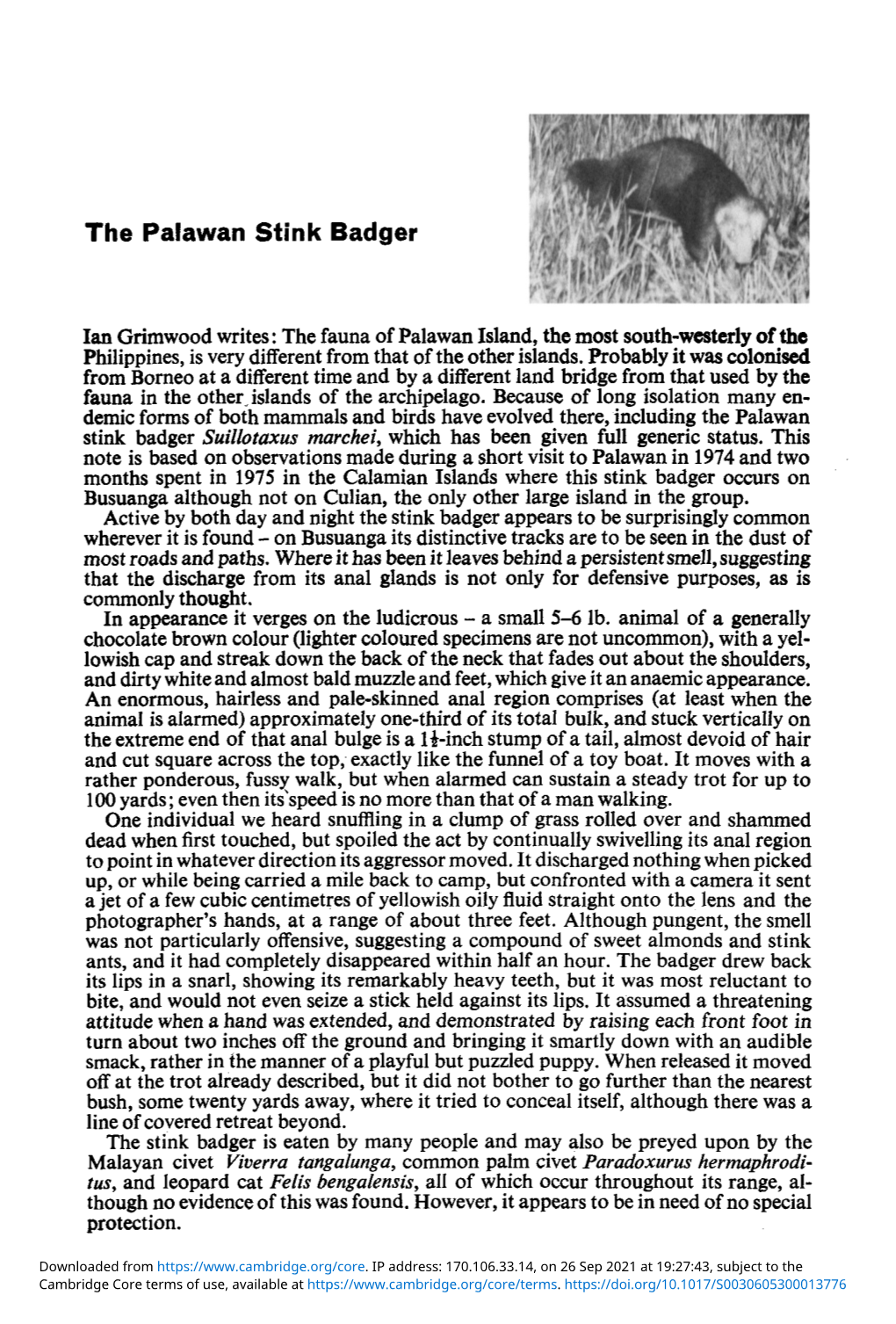 The Palawan Stink Badger