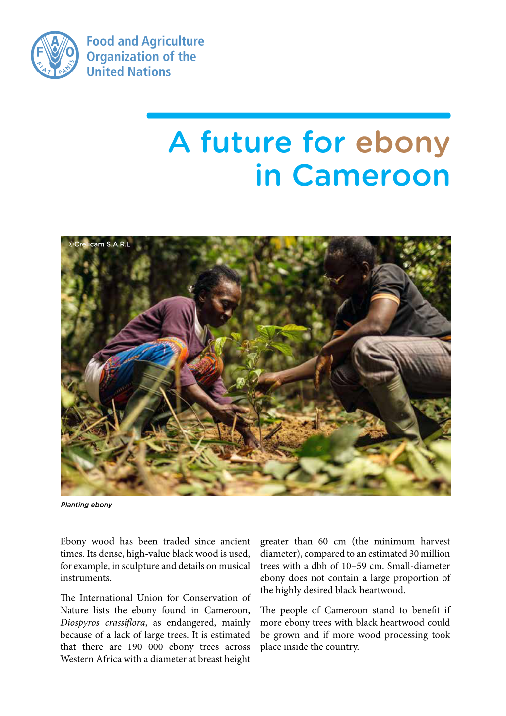 A Future for Ebony in Cameroon