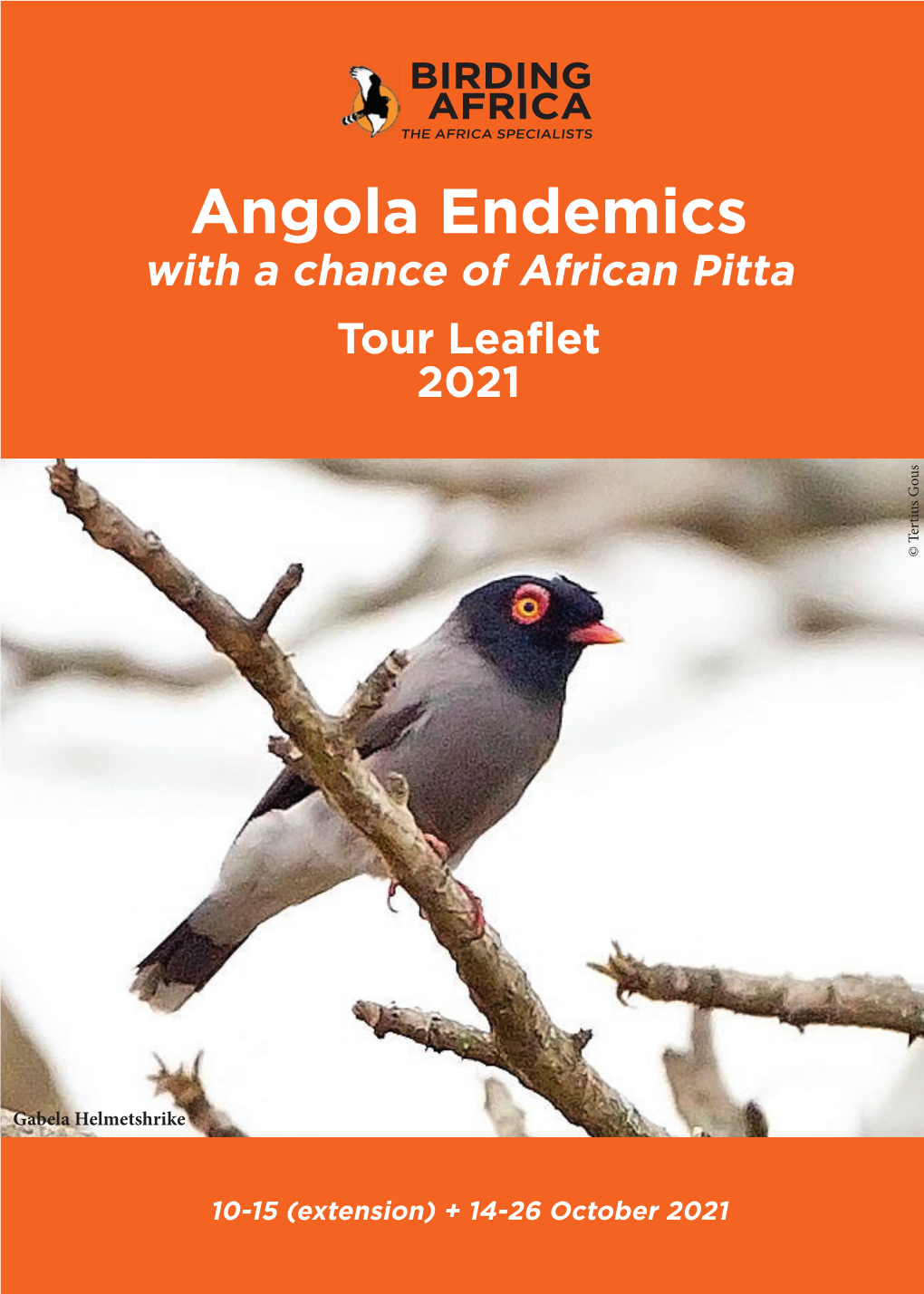 Angola Endemics with a Chance of African Pitta Tour Leaflet 2021 © Tertius Gous © Tertius
