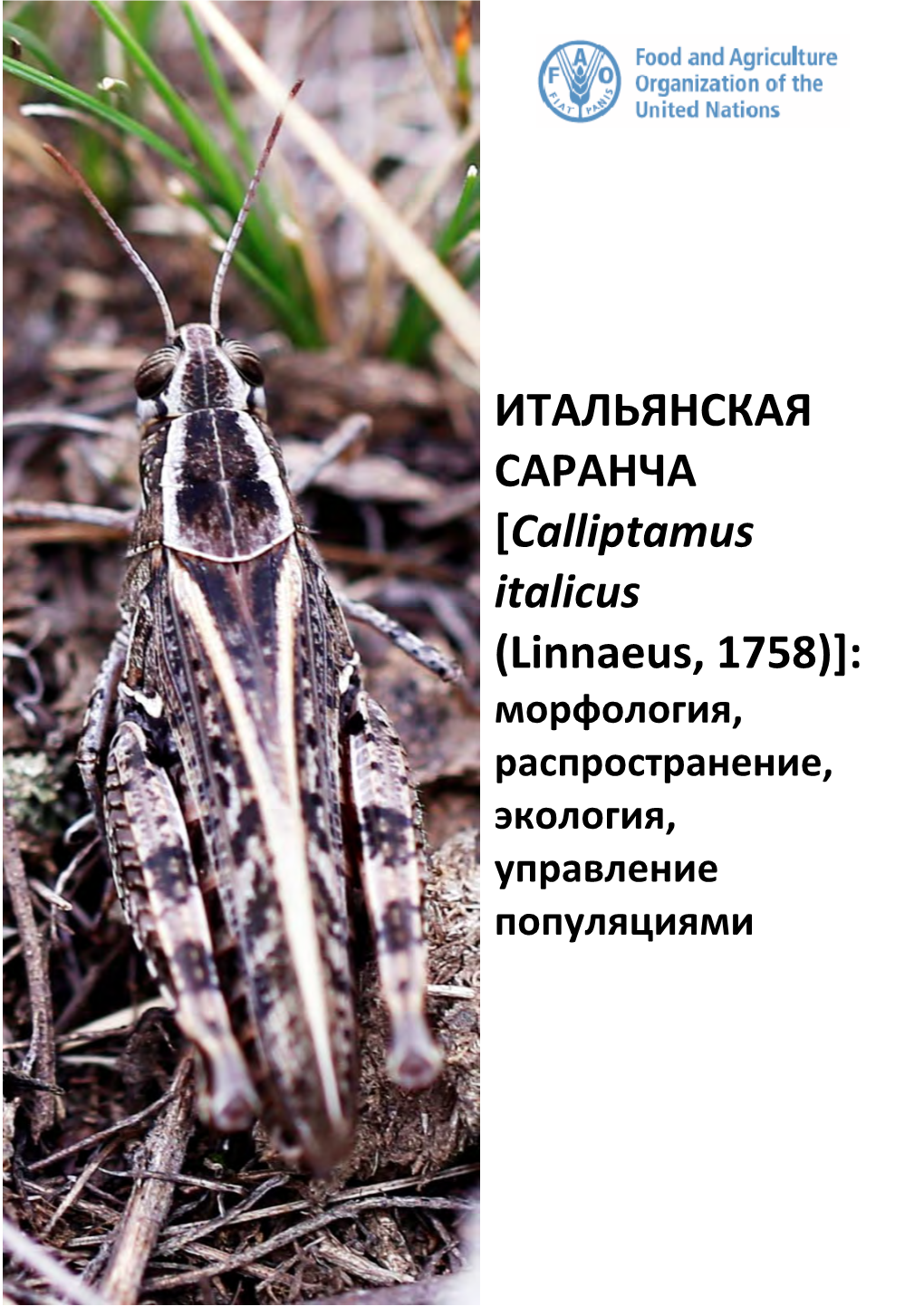 ИТАЛЬЯНСКАЯ САРАНЧА [Calliptamus Italicus (Linnaeus