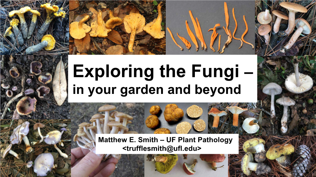 Exploring the Fungi – in Your Garden and Beyond